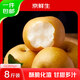 Jingxiansheng Shandong Laiyang Qiuyue Pear Net weight 8Jin Jin is equal to 0.5kg Single fruit 300g+ Self-operated fruit Straight from the source