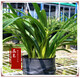 Strong-scented large-flowered orchid green plant potted New Year's Eve flowers with buds in autumn and winter. Pandan 5 seedlings (flowering in autumn and winter) + antique flower pots
