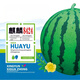 Kirin 8424 Watermelon Seeds Black Beauty Watermelon Seeds Thin Skin Super Sweet Early Maturity Few Seeds Academy of Agricultural Sciences Watermelon Seeds Kirin 8424 (Watermelon Seeds) 1 bag/color original package (random packaging)