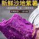 Jingxiansheng Shandong Violet Purple Sweet Potato, net weight 3Jin Jin is equal to 0.5kg, single fruit 100g + fresh vegetables, sweet potatoes and sweet potatoes, straight from the source