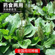 Newly produced plantain seeds, medicine and food, sowing Chinese herbal medicines for all seasons, balcony potted plants, field planting, 500 plantain seeds