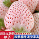 Creamy white strawberry seeds, four-season potted strawberry seedlings, milkberry seeds, balcony potted courtyard fruit seeds, creamy white strawberry seeds, original pack of 100