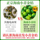 Fresh Hainan kumquats, small green tangerines, green tangerines with thin skin, seasonal fresh fruits, milk tea shops, lemon origin, straight hair S, with box 2 Jin Jin is equal to 0.5 kg Hainan small kumquats