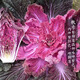 Qiuying Purple Cabbage Seeds Purple Beauty Chinese Cabbage Seeds High Yield Four Seasons Spring and Autumn Vegetable Seeds Easy to Grow and Delicious Purple Cabbage Seeds 1 Pack