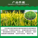 Bisel 15% Prohexadione Calcium Uniconazole Wheat Rice Peanut Dwarf Plant Resistance Lodging Control Vigorous Growth Regulation 500g 2 Bottles