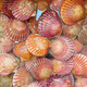 Fresh and moist fresh small red clams, net weight 3 Jin Jin equals 0.5 kg, 7-9 pieces/Jin Jin equals 0.5 kg, fresh, direct from Weihai source, New Year's gift giving