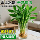 Shuzhimei hydroponic plants are good for growing lucky bamboo. Hydroponic lucky bamboo with roots 20 branches 15-20cm straight from the source