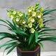 Strong-scented large-flowered orchid green plant potted New Year's Eve flowers with buds in autumn and winter. Pandan 5 seedlings (flowering in autumn and winter) + antique flower pots