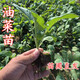 Autumn Ying rape seedlings, rapeseed seedlings, rapeseed seedlings, celery seedlings, autumn and winter high-yielding seedlings, vegetable seedlings, rapeseed seedlings, 20 rapeseed seedlings