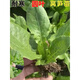 Lettuce seedlings, red lettuce seedlings, lettuce seedlings, family balcony open field, high-yielding autumn and winter cold-resistant vegetable seedlings, 10 red lettuce seedlings