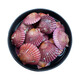 Fresh and moist fresh small red clams, net weight 3 Jin Jin equals 0.5 kg, 7-9 pieces/Jin Jin equals 0.5 kg, fresh, direct from Weihai source, New Year's gift giving