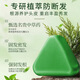 Hong Kong Pharmacy Co., Ltd. Arborvitae Leaf Usman Grass Shampoo Soap Handmade Hair Shampoo Soap Polygonum Multiflorum Firming Anti-Breakage, Oil Removal and Anti-dandruff Shampoo Nourishing and Firming Hair 1 Box/120g