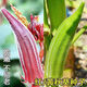 Okra seeds, fruit, red okra seeds, okra seedlings, sowing vegetables in spring and summer seasons, balcony courtyard, original pack of 50 okra seeds