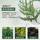 Hong Kong Pharmacy Co., Ltd. Arborvitae Leaf Usman Grass Shampoo Soap Handmade Hair Shampoo Soap Polygonum Multiflorum Firming Anti-Breakage, Oil Removal and Anti-dandruff Shampoo Nourishing and Firming Hair 1 Box/120g