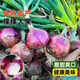 Onion seedlings, Shandong purple-skinned onion seedlings, fruit onion seedlings, cold-resistant and easy to live, freshly planted seedlings, dug and sold now, purple-skinned onion seedlings, 20 pieces