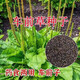Newly produced plantain seeds, medicine and food, sowing Chinese herbal medicines for all seasons, balcony potted plants, field planting, 500 plantain seeds