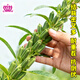 Xinyan high-yielding sesame seeds, four-sided, high-oil, multi-resistant black and white sesame seeds planted in farm fields, spring and summer four-season vegetable seeds, high-yielding black sesame seeds, gold-grade black sesame seeds, 30g*1 bag