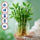 Shuzhimei hydroponic plants are good for growing lucky bamboo. Hydroponic lucky bamboo with roots 20 branches 15-20cm straight from the source