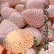 Creamy white strawberry seeds, four-season white strawberry seeds, vegetable seeds, red-faced family potted plants, balcony planting, creamy white strawberry seeds/pack, about 100 capsules, 3 packs