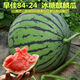 8424 Kirin small-seeded watermelon seeds, seedless, extra large, high-yielding, giant sweet king, southern four-season vegetable and fruit seeds. 8424 watermelon seeds/pack, about 50 pieces, 3 packs