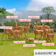 Bizhuo outdoor fiberglass simulation animal Tibetan antelope ornaments garden landscape sculpture park community lawn pasture decoration combination 1