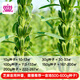 Xinyan high-yielding sesame seeds, four-sided, high-oil, multi-resistant black and white sesame seeds planted in farm fields, spring and summer four-season vegetable seeds, high-yielding black sesame seeds, gold-grade black sesame seeds, 30g*1 bag