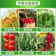 10% benzylaminol rice wheat fruit tree tomato enlarged fruit pesticide plant growth regulator 100g