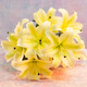 Jingdong Flowers Yunnan Kunming Flower Base Straight Hair Yellow Perfume Lily 9 Family Life Flowers Straight Hair Source