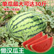 8424 Kirin small-seeded watermelon seeds, seedless, extra large, high-yielding, giant sweet king, southern four-season vegetable and fruit seeds. 8424 watermelon seeds/pack, about 50 pieces, 3 packs