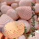 Creamy white strawberry seeds, four-season potted strawberry seedlings, milkberry seeds, balcony potted courtyard fruit seeds, creamy white strawberry seeds, original pack of 100