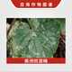 Heyi Jiangxi Heyi Dianke 50% cyromazine insecticide cucumber American spotted fly insecticide agricultural use 8g