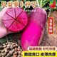 Pineapple fruit radish seeds ~ red radish rouge radish seeds four seasons seeds garden vegetables pineapple radish 2 packs 500 capsules