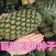 Fruit seeds, pineapple seedlings, Hainan pineapple seeds, pineapple pineapple seedlings, jackfruit seeds, which can be planted in the north and south, 50 pineapple pineapple seeds