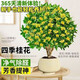 Osmanthus potted saplings, indoor living room, four-season osmanthus blooming plants, balcony courtyard flowers and green plants, easy to feed, special large pot, four-season osmanthus + blue ceramic pot to attract wealth and treasures