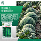 Jingyan watermelon seeds super sweet small watermelon Jingxin 8424 rock sugar unicorn melon Academy of Agricultural Sciences watermelon seedlings lazy melon seeds Jingmei 10K02 about 400 capsules