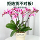 Jingdong Flowers Phalaenopsis Potted Fairy Pink 6 Foils with Buds Green Plants Flowers Living Room Decoration Send Straight Hair to Elders from the Source