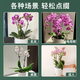 Jingdong Flowers Phalaenopsis Potted Fairy Pink 6 Foils with Buds Green Plants Flowers Living Room Decoration Send Straight Hair to Elders from the Source