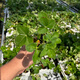 Beijing Agricultural Research Institute Strawberry Seedlings Light Pink White Strawberry Snow White Second Generation Virus-Free Seedlings Production and Breeding Balcony Fruit Seedlings Snow White Second Generation Virus-Free Strawberry Seedlings 2