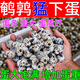 Luan magnetic quail egg-laying king, egg-increasing treasure quail, special egg-stimulating and egg-laying material to supplement nutrition and enhance physical fitness, quail eggs are abundant, quails lay eggs fiercely, 3 bags, lay eggs every day