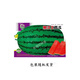 (Giant Watermelon Seeds) High Yield, Sweet, Early Maturity, Extra Large Lazy Man King Seedless Four Seasons Sowing Academy of Agricultural Sciences Fruit Watermelon Seeds, Extra Large and Super Sweet Lazy Man King Watermelon Seeds, 50 capsules in original packaging