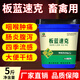 Veterinary Isatis and pink pigs, cattle and sheep, heat-clearing, detoxifying, swelling and analgesic for chickens, ducks and geese, anti-viral fever feed additives 1 barrel 2.5kg (buy 7 and get 1 free)
