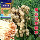 Peanut seeds super high yield and high yield No. 1 Academy of Agricultural Sciences early maturing disease-resistant and drought-resistant original seed thin shell large grain dwarf stalk Fenghua No. 1 original thin shell large grain good taste 3Jin Jin equal to 0.5 kg + planting guidance