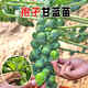 Spore cabbage seedlings, beef heart and collard brussel sprouts, purple cabbage seeds, cabbage seedlings, cabbage seedlings, tropical soil resistant, 6 spore cabbage seedlings