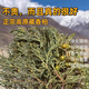 Tibetan Hair Straightening Authentic Plateau Tibetan Cedar Branches and Leaves as Crystal House Purifiers to Remove Pollution and Purify the Air Wild Tibetan Cedar Half Jin Jin is equal to 0.5 kg