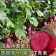 Pineapple fruit radish seeds ~ red radish rouge radish seeds four seasons seeds garden vegetables pineapple radish 2 packs 500 capsules