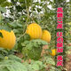 Huangmeiren watermelon seeds, yellow-skinned sweet king, early-maturing watermelon seeds, southern fruits, spring and four seasons vegetable seeds, Huangmeiren watermelon seeds, 1 pack of about 20 seeds