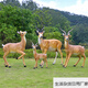 Bizhuo outdoor fiberglass simulation animal Tibetan antelope ornaments garden landscape sculpture park community lawn pasture decoration combination 1