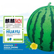 Kirin 8424 Watermelon Seeds Black Beauty Watermelon Seeds Thin Skin Super Sweet Early Maturity Few Seeds Academy of Agricultural Sciences Watermelon Seeds Kirin 8424 (Watermelon Seeds) 1 bag/color original package (random packaging)