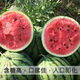 Watermelon set, watermelon seeds, watermelon balcony potted farmhouse garden melon seeds, various types of rock sugar unicorn watermelon seeds, 1 pack, about 50 pieces