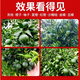 Upgraded version of gold-packed yellowing nutrient solution for citrus Huanglongbing, special medicine for green-headed fruit and soft fruit hanging needle, navel orange, sugar tangerine 500g/pack (recommended by fruit farmers)
